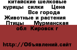 китайские шелковые курицы (силки) › Цена ­ 2 500 - Все города Животные и растения » Птицы   . Мурманская обл.,Кировск г.